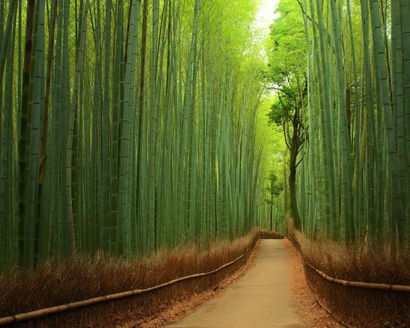 Experience tranquility at Bamboo Groves, Arashiyama, Japan