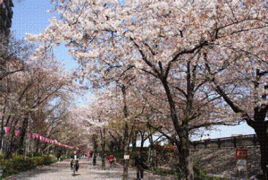 Visit The Hamarikyu Gardens in Tokyo during Cherry Blossom's this Easter